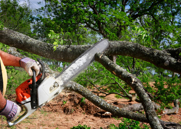 Greencastle, PA Tree Service Company